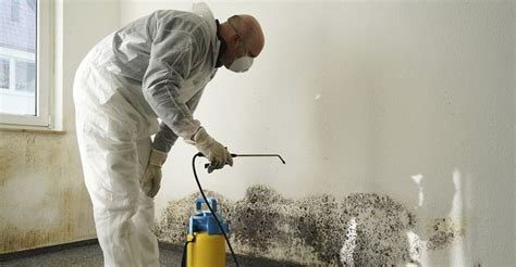 5 Reasons To Call A Professional Mold Removal Service - Stumpblog