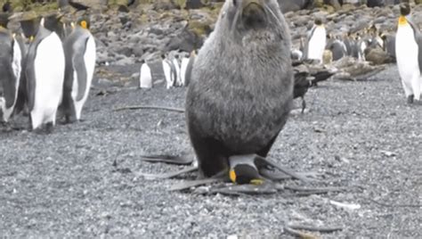 Seals Caught Having Sex With Penguins | IFLScience