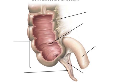 Cecum Diagram | Quizlet