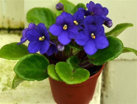 African Violet Indoor Care : Remove dead flowers and leaves as soon as ...