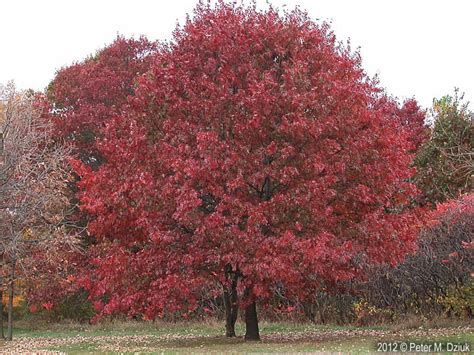 Quercus rubra (Northern Red Oak): Minnesota Wildflowers