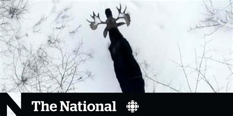 Drone captures footage of moose shedding both antlers - Upworthy