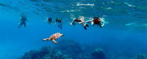 Snorkeling in PUERTO PLATA with Dressel Divers