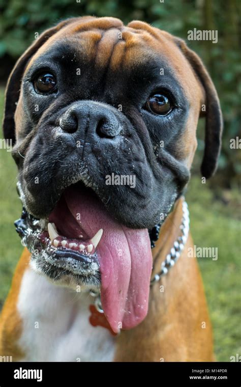 Boxer Dog Teeth Stock Photos & Boxer Dog Teeth Stock Images - Alamy