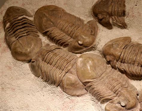 Louisville Fossils and Beyond: Xenasaphus devexus Trilobite Fossils