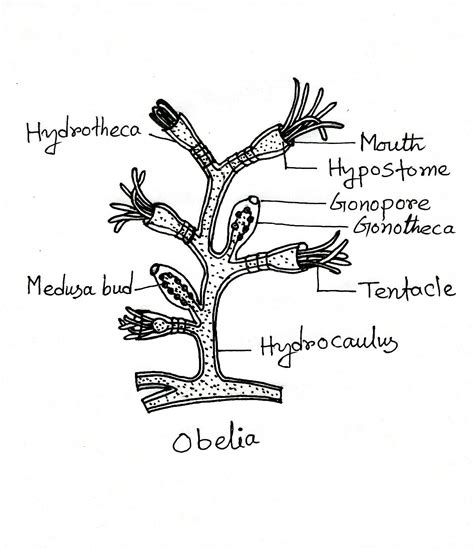 Cnidaria: Definition, Characteristics, Examples