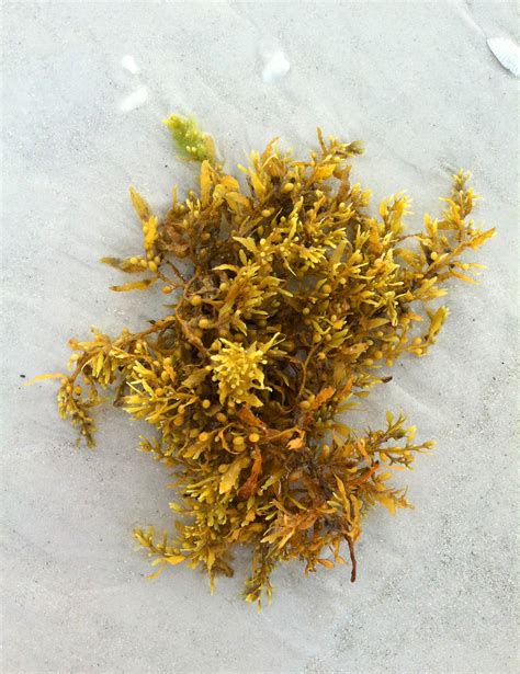 Environmental Benefits Of Sargassum Seaweed Highlighted | Government of ...