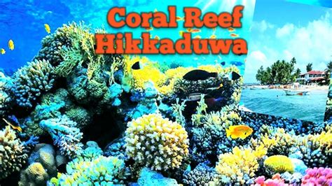 #Coral reef# #hikkaduwa# #Sri Lanka# - YouTube