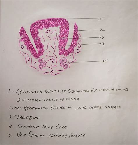 Circumvallate Papillae Histology