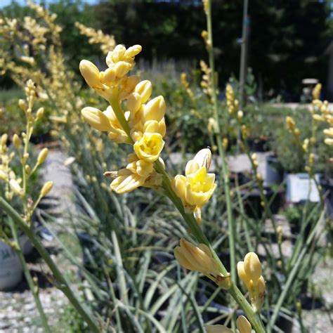 Hesperaloe parviflora 'Yellow' - Texas Yellow Yucca - Mid Valley Trees