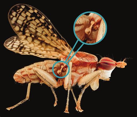 Insect Anatomy | Six-Legged Science: Unlocking the Secrets of the Insect World — Museum of the Earth