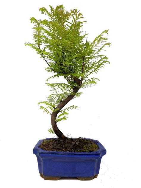 Dawn Redwood Bonsai Tree (Metasequoia Glyptostroboides) in 15cm Ceramic ...