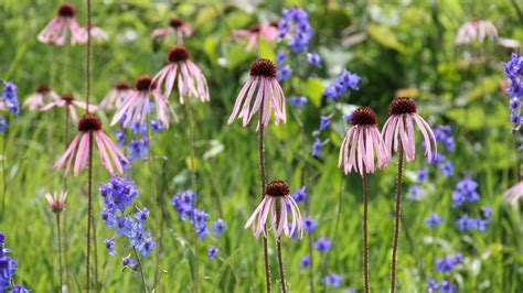 RESIDENTS ARE INVITED TO ENJOY PRAIRIE FIELD TRIPS ON NATIONAL PRAIRIE ...