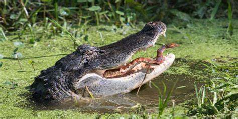 12 Things You Didn’t Know About Alligators In Florida