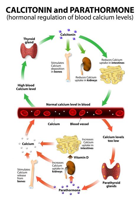 Calcium, phosphorus, parathyroid hormone and vitamin D – basic information