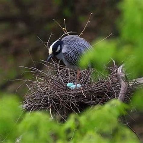 How do you tell if birds are nesting? - DIY Seattle