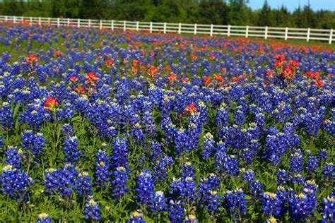 Texas Bluebonnets and the Ennis Bluebonnet Trails