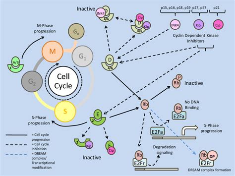 Basic regulation of the mammalian cell cycle. The cyclin/CDK complexes... | Download Scientific ...