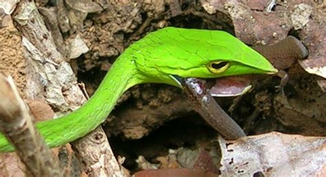 Green Vine Snake Facts! | Always Learning!