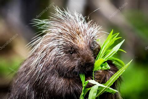 New World Porcupine Eating Stock Photo by ©creatista 113596540