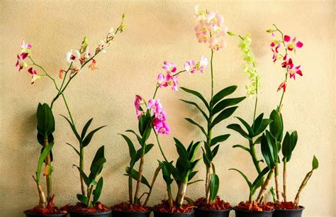 How to Apply Orchid Fertilizer? | Plantly