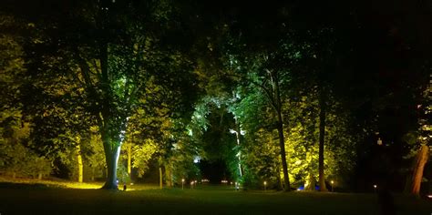 Trees uplighting #outdoorlights | Garden lighting design, Tree ...