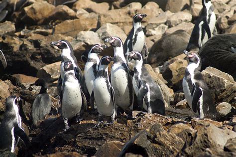 Humboldt Penguin Conservation - Woodland Park Zoo Seattle WA