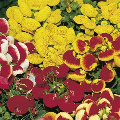 Calceolaria, Pouch Flower, Slipper Flower (Calceolaria hybrid ...