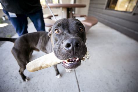 Meet the Denver Animal Shelter's first social worker. Her job is to help people keep their pets ...