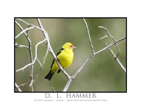 Western Tanager Photograph by Dennis Hammer - Pixels