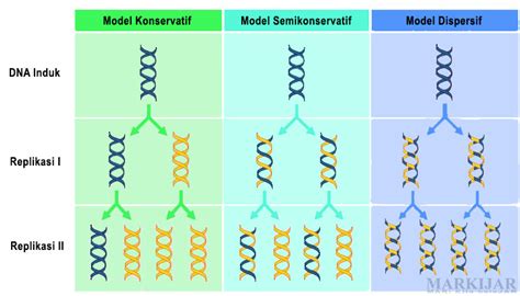 DNA Lengkap Pengertian, Struktur, Sifat, Fungsi, Gambar dan Proses Terbentuknya - MARKIJAR.Com