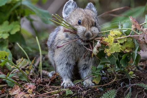 Behold the ever adorable America pika. These sweet and petite members of the rabbit family live ...