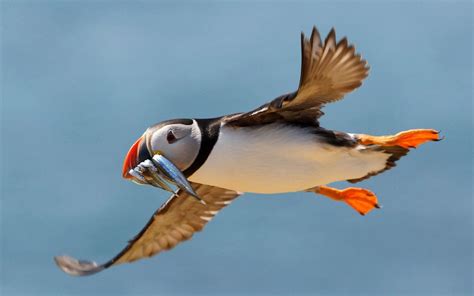 Puffin Wallpapers - Wallpaper Cave