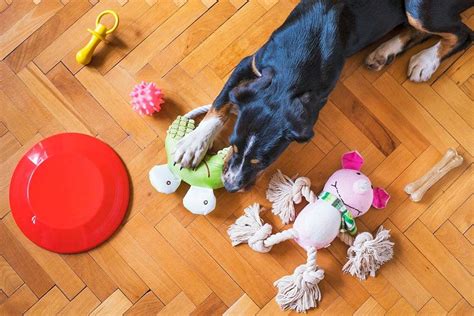 5 Must-Try Brain Stimulating Toys For Dogs - Praise The Dogs