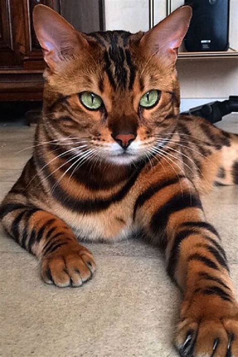 Meet Thor, the most beautiful bengal cat in the world!- Mееt Thor, thе ...