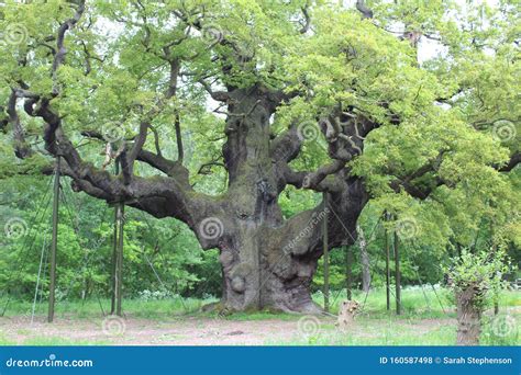 Robin Hood and Sherwood Forest Stock Photo - Image of britain, green ...