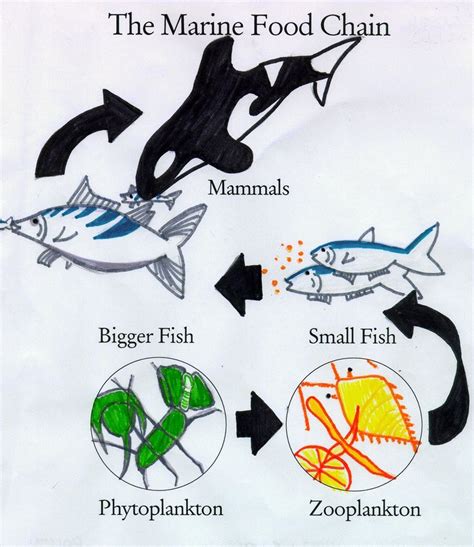 Simplified ocean food chain Can you create your own? | Food chain, Ocean food web, Ocean food chain