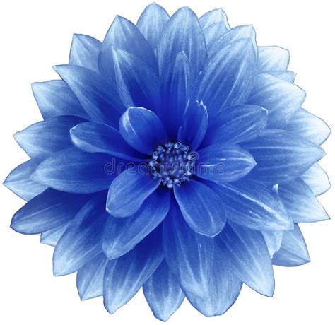 Flower Bright Blue Dahlia On A White Background. Isolated With Clipping Path. Closeup. With No ...