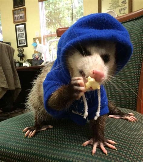 15+ Funny Pictures Of Possums That Are Too Lit