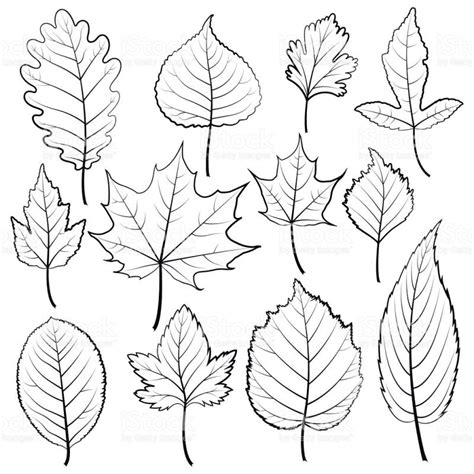 Aspen Leaf Coloring Pages