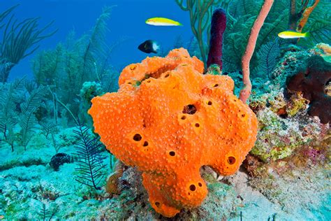 Sea Sponge Facts | Types of Sponges | DK Find Out
