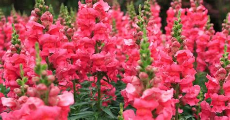 Snapdragons Care: How To Grow Snap Dragon Flowers