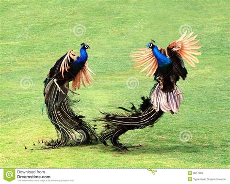 Images Of Peacock Dancing