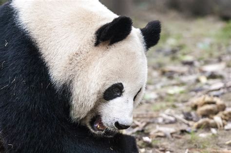 Definitive Guide To Giant Panda Facts, Habitat, Conservation Status ...