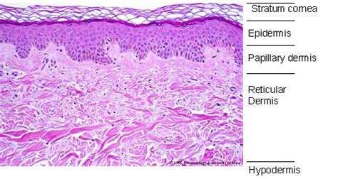 Histological Skin Structure Diagram | Do It Easy With ScienceProg