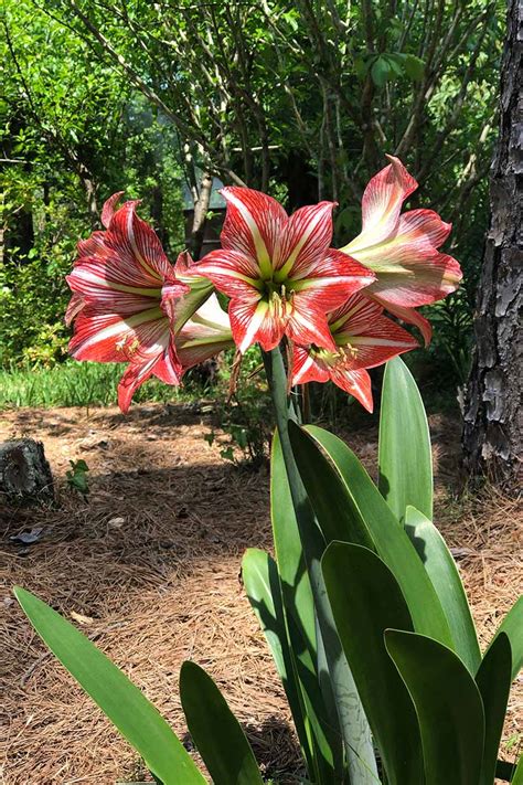 How to Grow and Care for Amaryllis Hippeastrum | Gardener’s Path