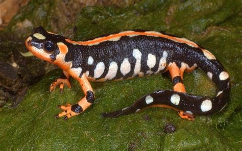 Kaiser's spotted newt, also known as the Luristan newt or emperor spotted Newt, is a species of ...