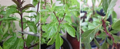 How to Prune a Basil Plant - Learn how to