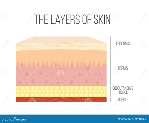 Skin Layers Royalty-Free Stock Image | CartoonDealer.com #35208934