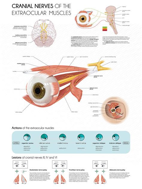 Eye Muscles Nerves